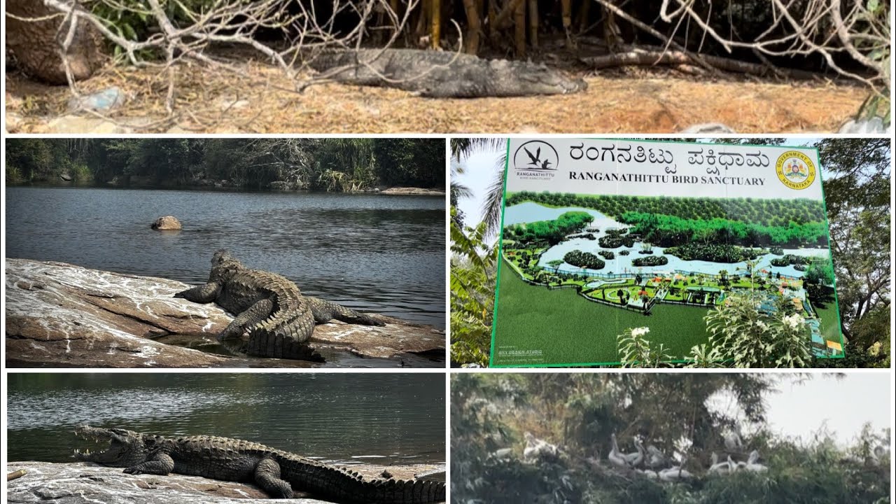 Latest Ranganathittu Bird Sanctuary (Part - 2) Srirangapatna, Mysore, #Crocodile# #birdspark#