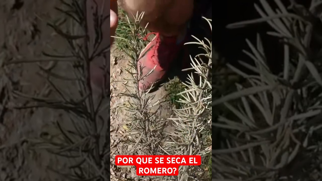 Por Qu&eacute; Se SECA El ROMERO ? 3 Errores a Evitar
