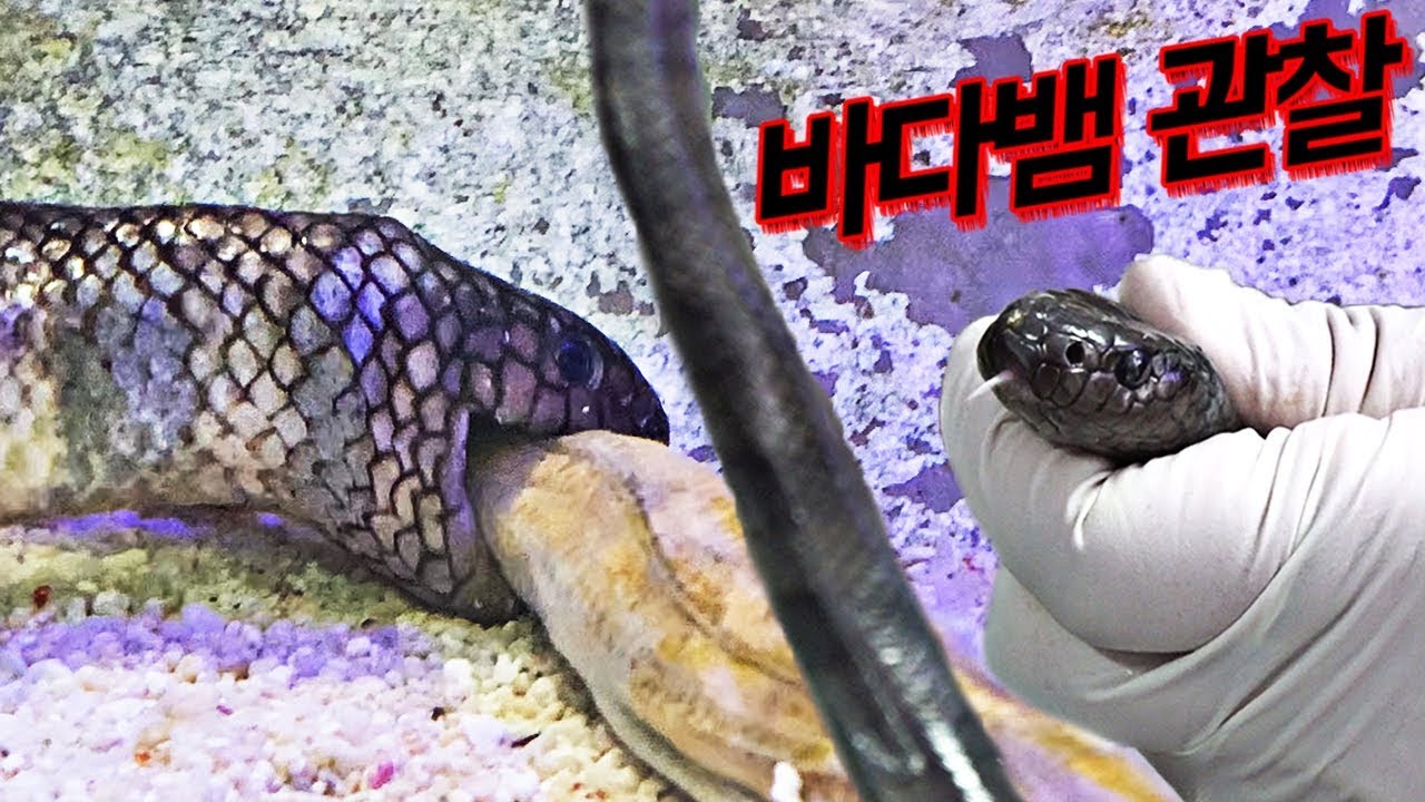 국내유일 바다뱀 사육장 탐방기! 맹독성 바다뱀 사냥 관찰!