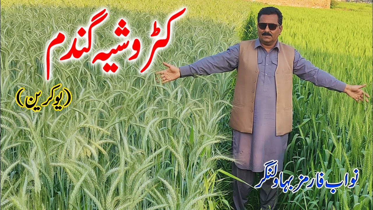 high yield branded wheat crop in Pakistan | Ukraine high yield wheat in Pakistan | wheat farming