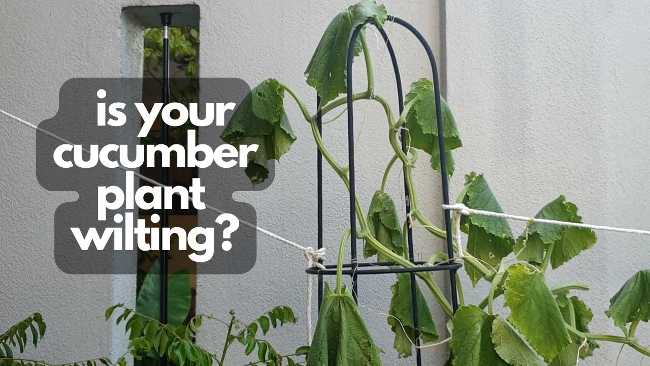 CUCUMBER PLANT WILTING SUDDENLY? | Signs to diagnose Bacterial Wilt in cucumber plants