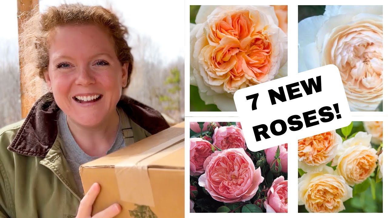 UNBOXING 7 NEW DAVID AUSTIN ROSES 🌹  🌿  Landscaping Around Our House With More ROSES!