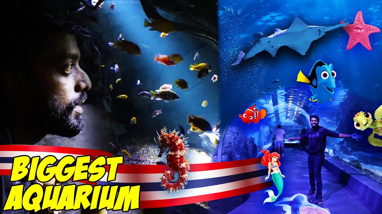 Biggest Aquarium தாய்லாந்து 🇹🇭 Exotic Fishes 🐟 Venomous Frogs 🐸 Snakes 🐍Turtle 🐢 | DAN JR VLOGS