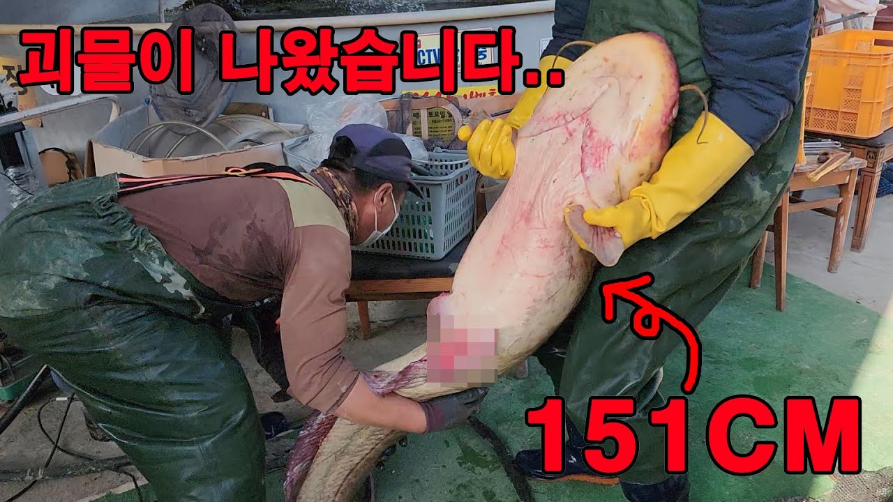뉴스감 입니다!! 151cm 토종괴물메기가 낚시터에 나타났다...!!? 세상에 이런일이....