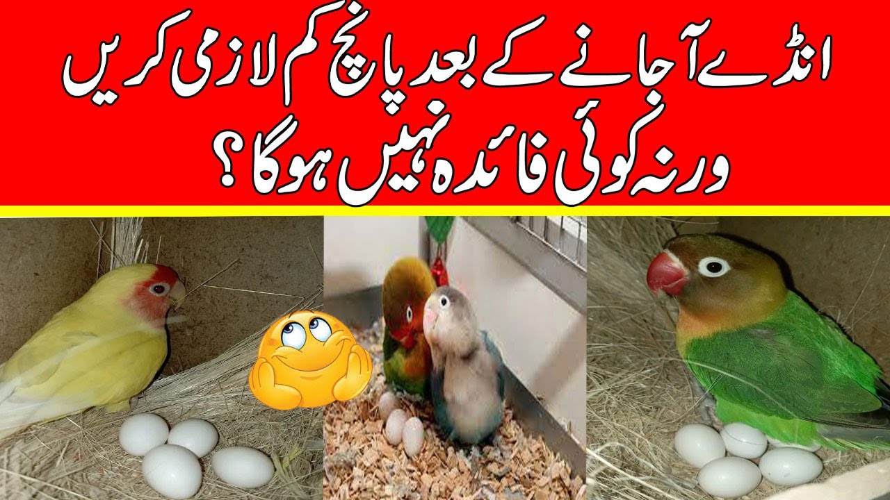 Love birds have laid eggs, what to do now   soft food for lovebirds   love birds chicks food