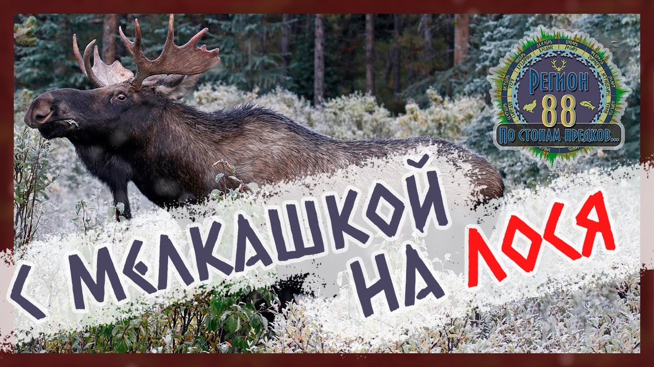 Регион 88 | С мелкашкой за лосем. Куда стрелять