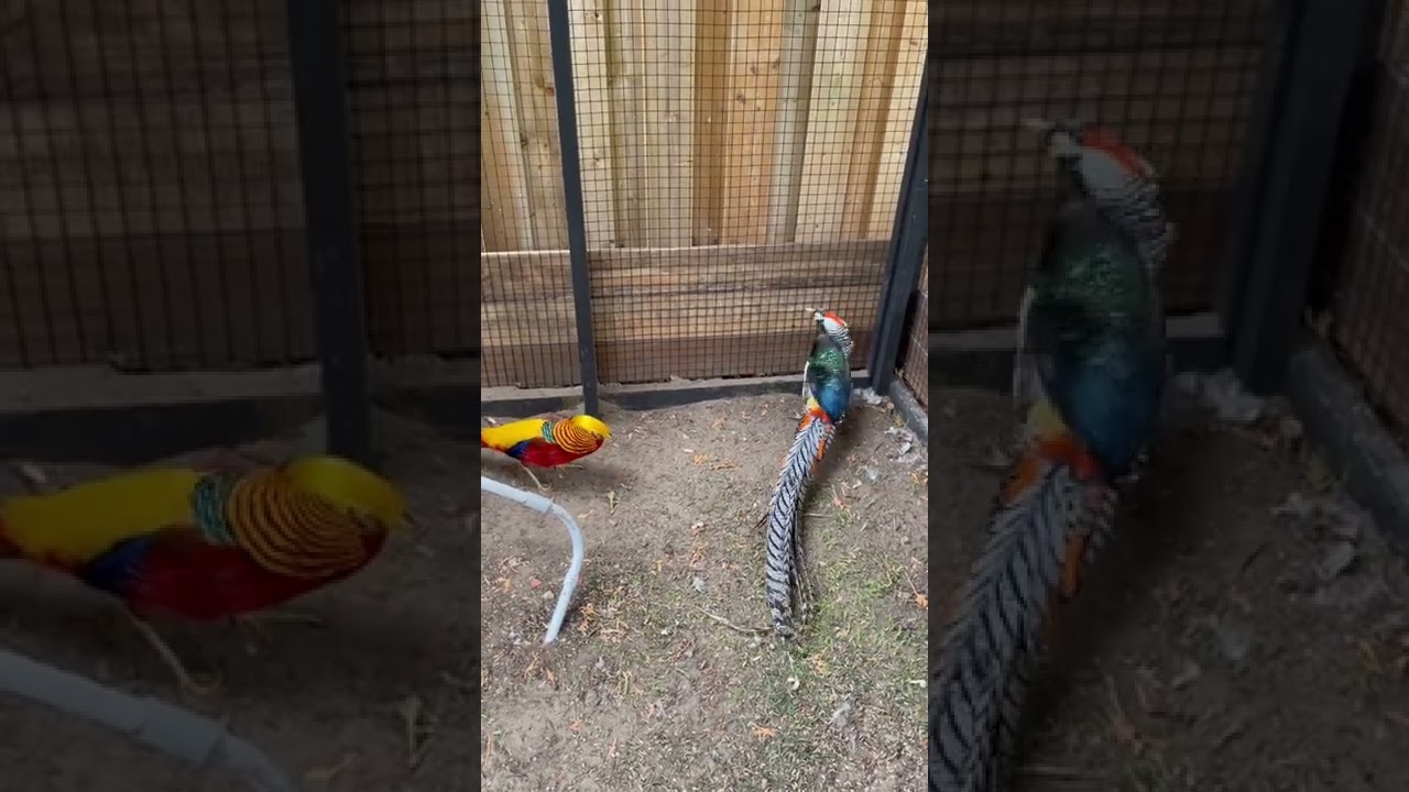 Golden Pheasant and Lady Amherst Pheasant