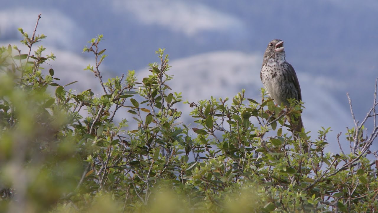Yosemite Nature Notes - 23 - Birdsongs