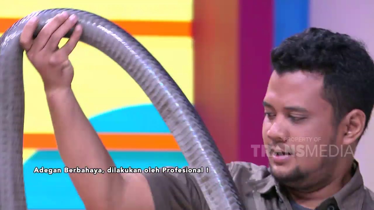 Ular Panji Dilepas! Host Pagi Pagi Pasti Happy Kabur! | Best Moment (12/3/20)