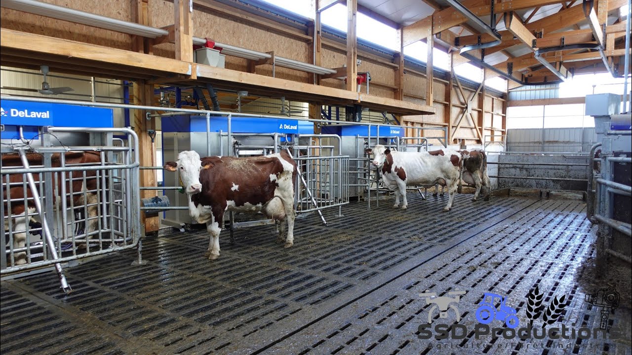 UNE FERME LAITIERE 100% ROBOTISEE - Visite GAEC Saint-Bonette (43)