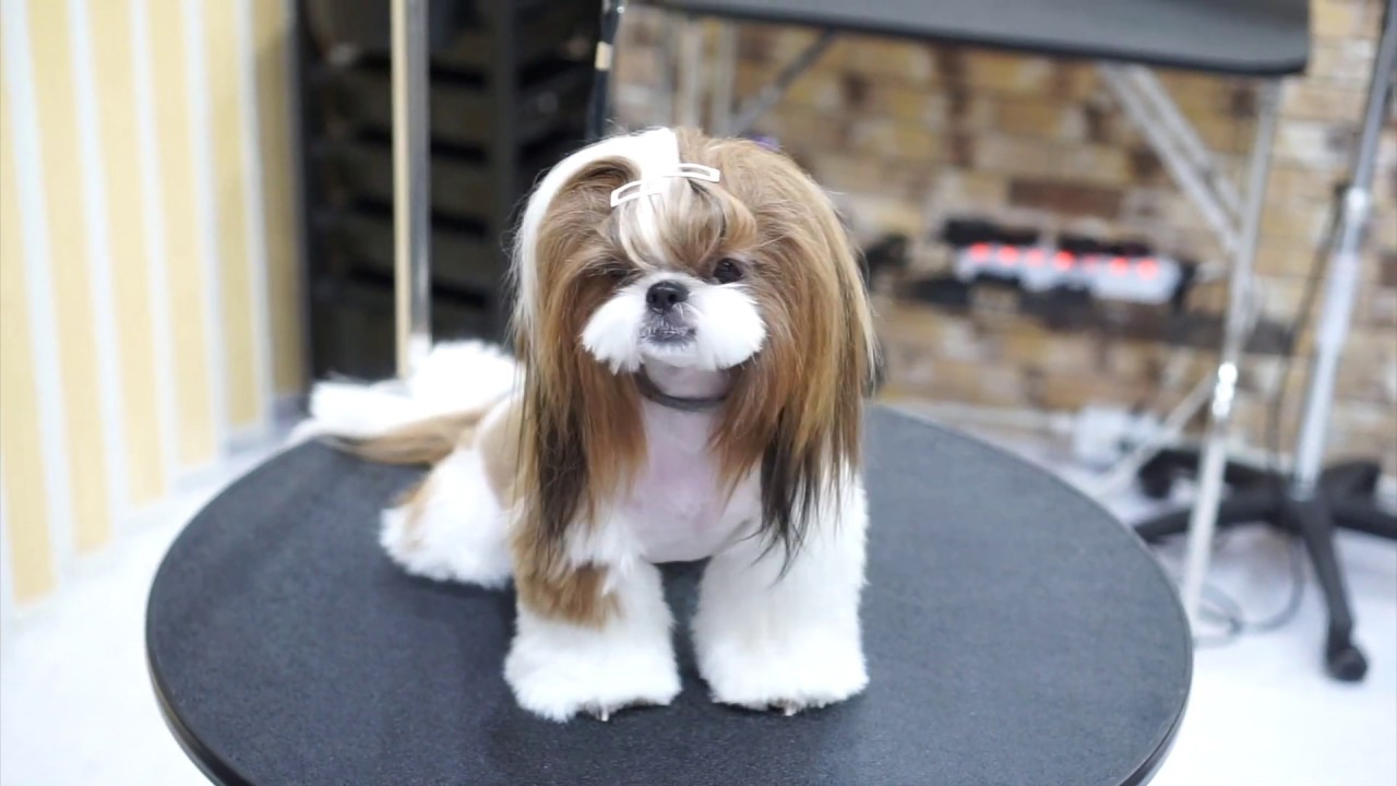 시추미용,스포팅 가위컷, Shih Tzu grooming. 허니앤독스.