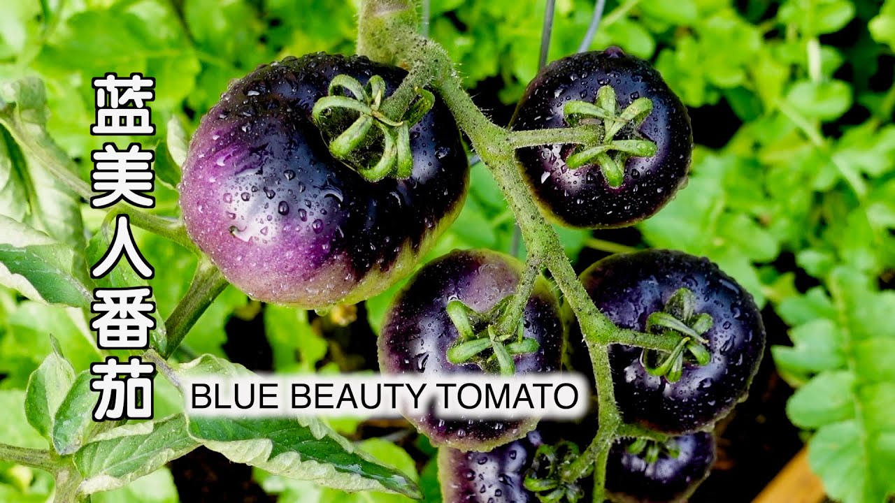 蓝美人番茄 BLUE BEAUTY TOMATO