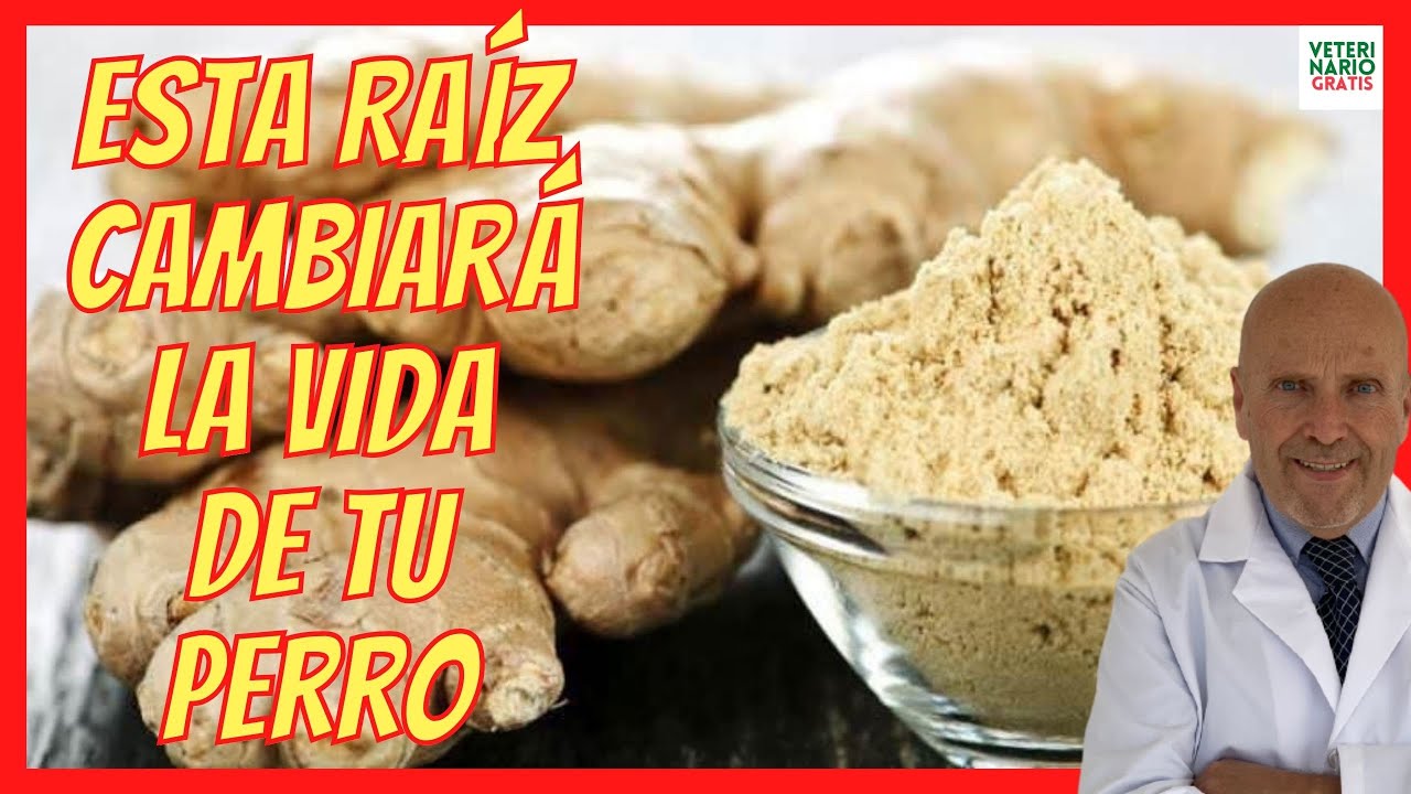 JENGIBRE PARA PERROS 💪 DOSIS Y BENEFICIOS 💪PUEDE COMER JENGIBRE UN PERRO