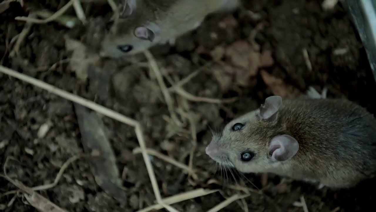 &lsquo;It&rsquo;s a takeover&rsquo;: Residents in Texas neighborhood say rats are invading their community