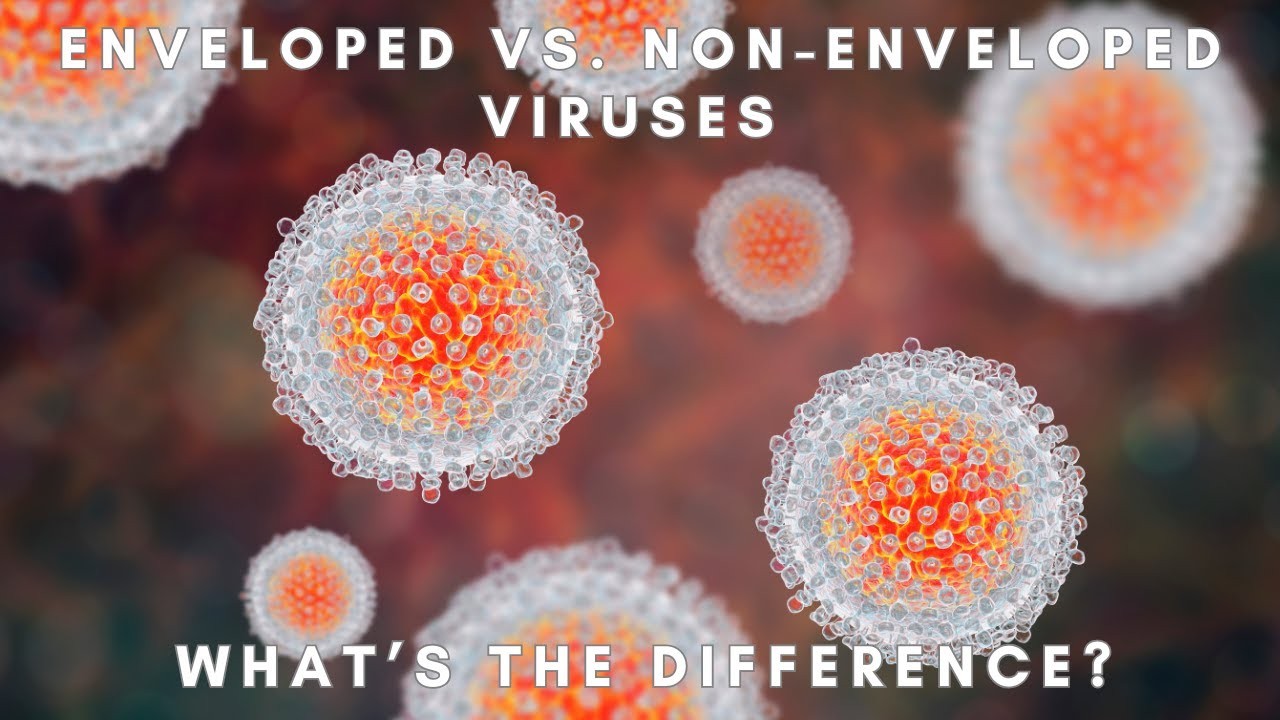 Enveloped vs. Non-Enveloped Viruses: What&rsquo;s the Difference?