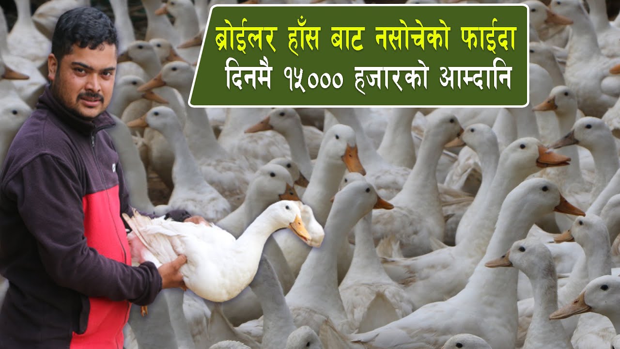 ब्रोईलर हाँस बाट नसोचेको फाईदा दिनमै १५००० हजारको आम्दानि  Ducks Farming in Nepal/Has Palan in Nepal