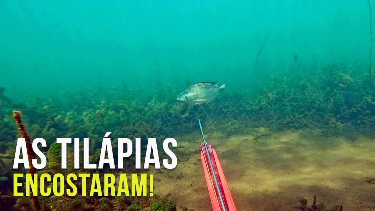 S&Oacute; TIL&Aacute;PIA BRANCA GG! Pesca Sub - SubTv Spearfishing