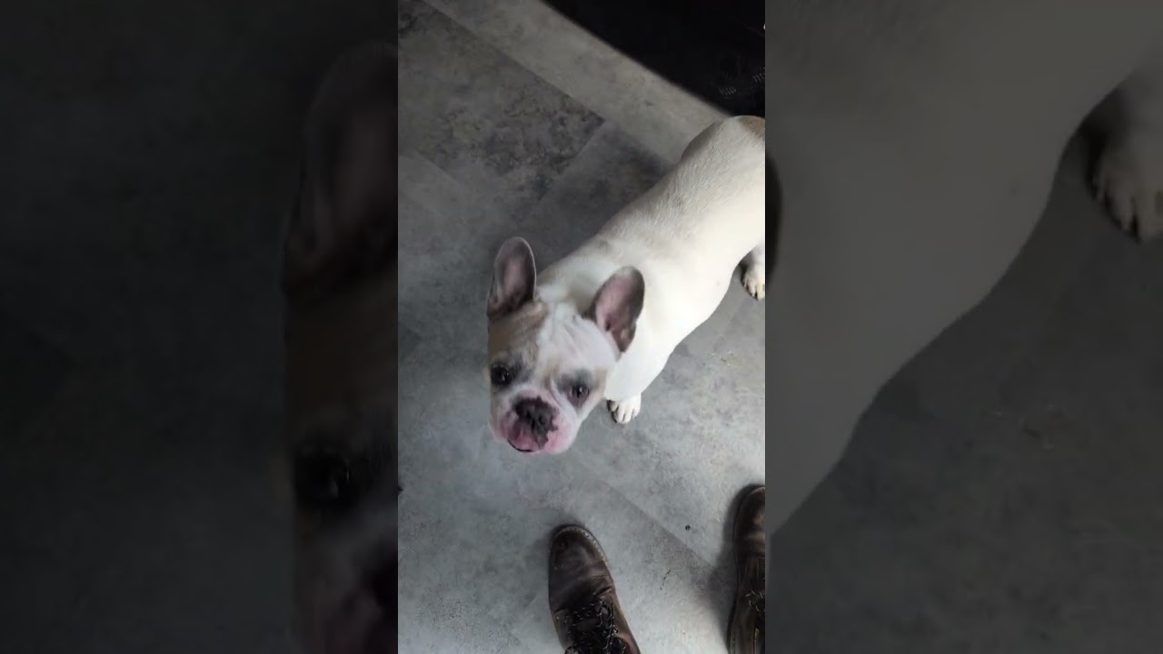 Does Franc like it? 🐾 Venison Bites | Doggydude 