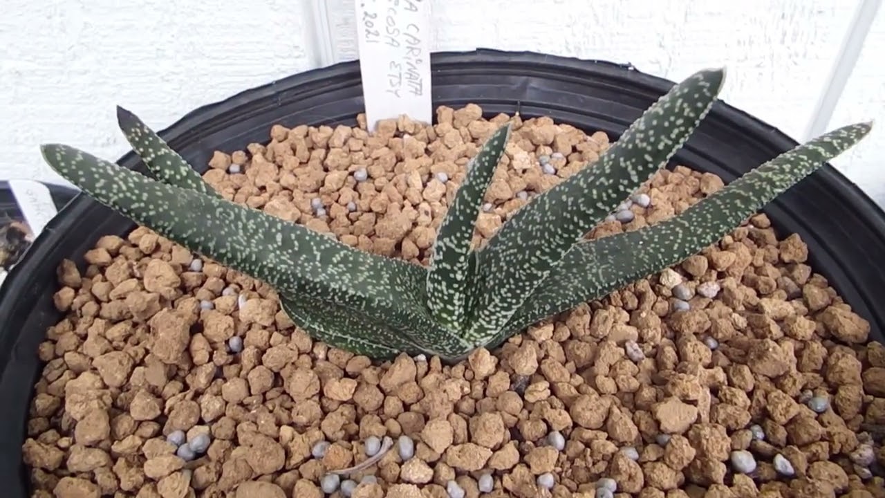 Beautiful Gasteria  carinata   how to grow  it