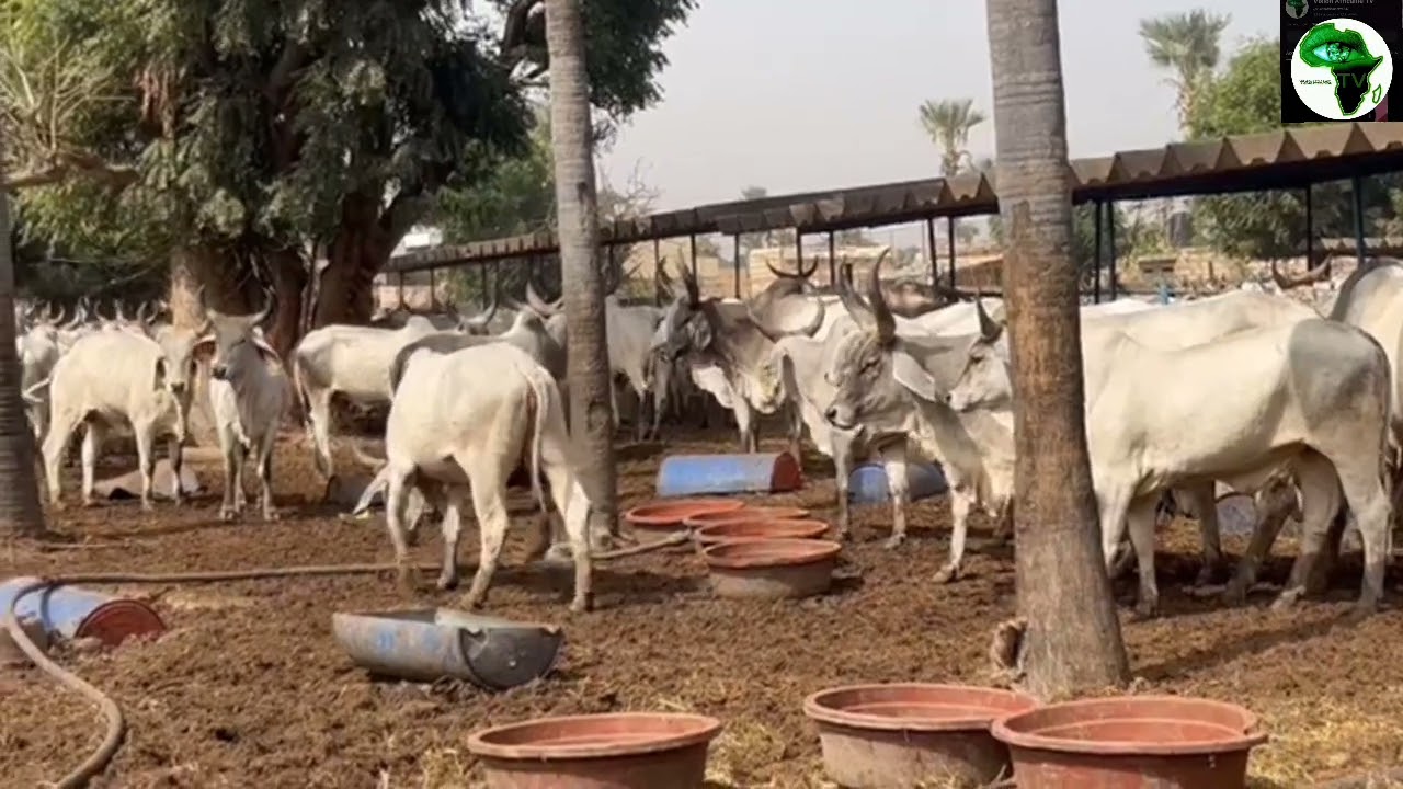 Thies: journée officielle de l'élevage présidée par le ministre Mabouba Diagne.