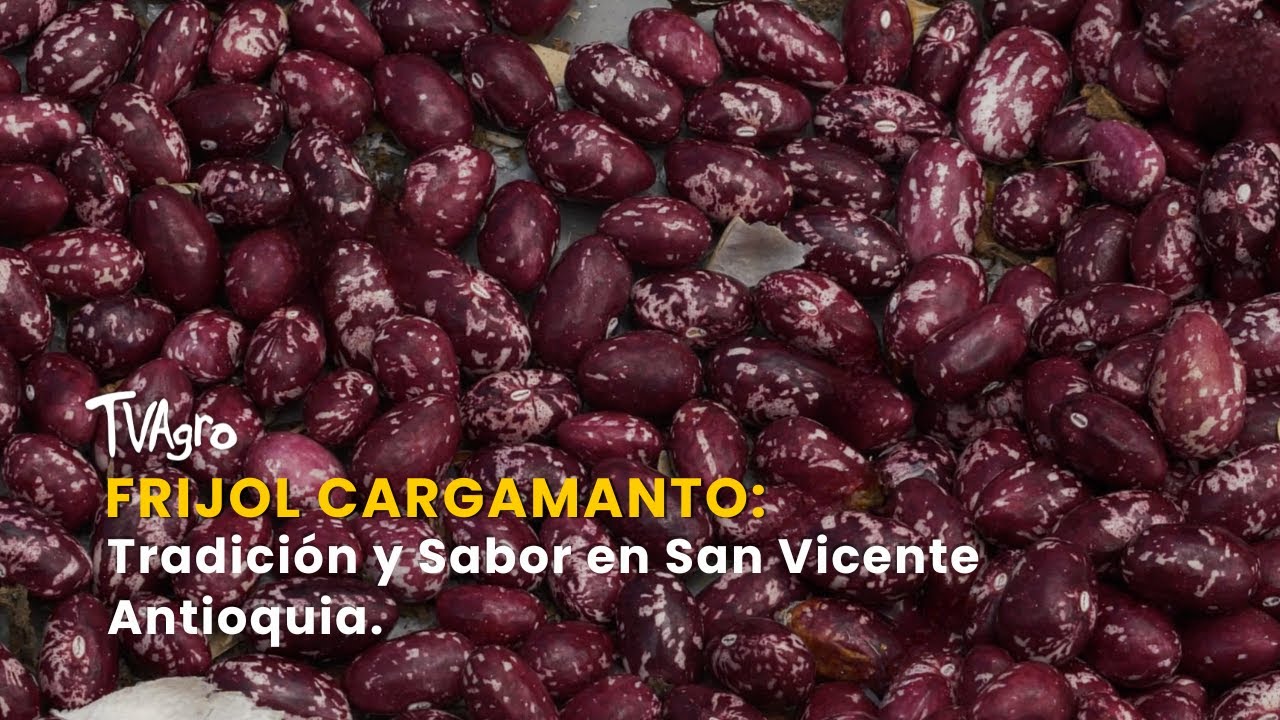 Frijol Cargamanto: Tradición y Sabor en San Vicente Antioquia - TvAgro por Juan Gonzalo Angel