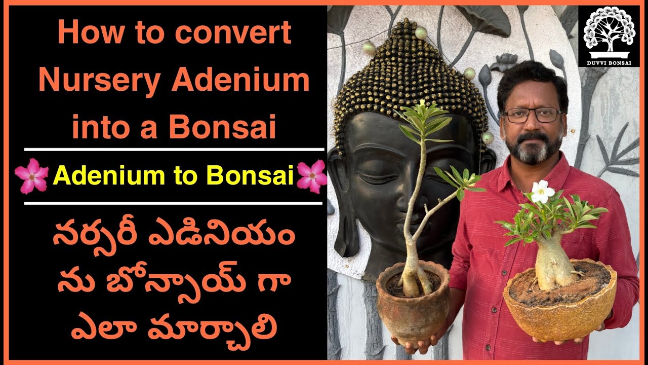 How to convert Nursery Adenium into a Bonsai || నర్సరీ ఎడినియం ను బోన్సాయ్ గా ఎలా మార్చాలి