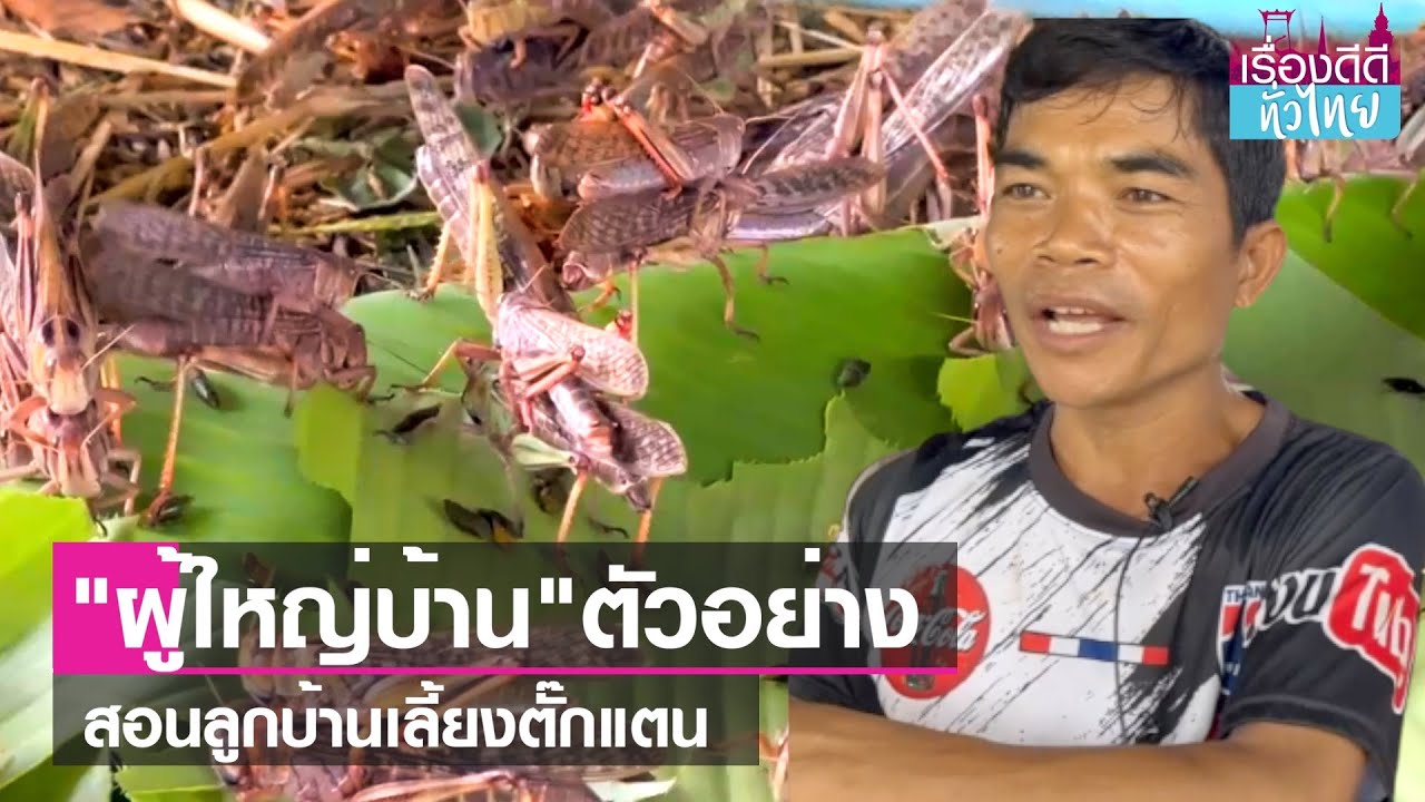 ผญบ.เพาะตั๊กแตน ส่งเสริมอาชีพลูกบ้าน  | เรื่องดีดีทั่วไทย | 7-7-66