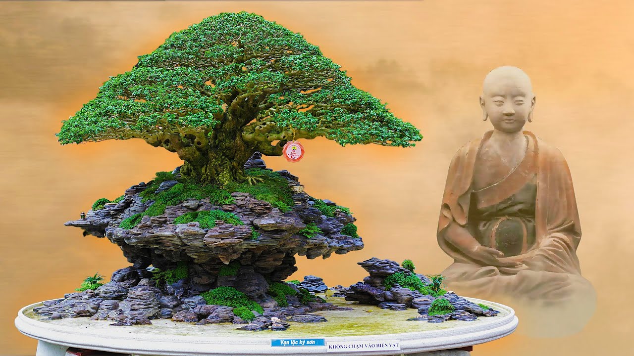 Bonsai Inspiration 02 - Meditate on The Most Amazing Bonsai Trees from Vietnam!