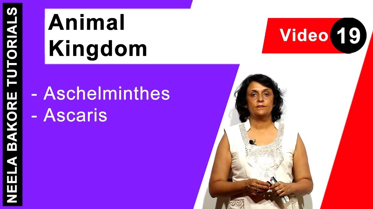 Animal Kingdom | NEET | Aschelminthes - Ascaris | Neela Bakore Tutorials