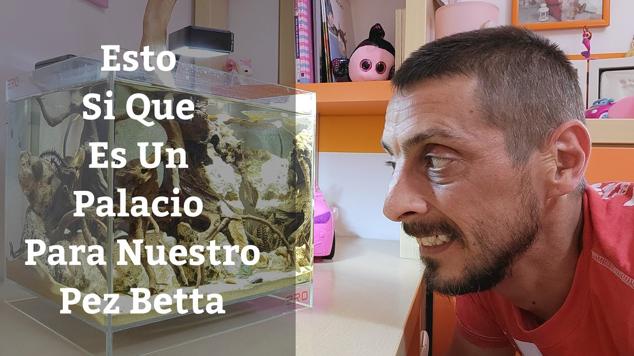 🔵 Montamos Un Palacio Para Nuestro Pez Betta Splenders (Acuarios MB)