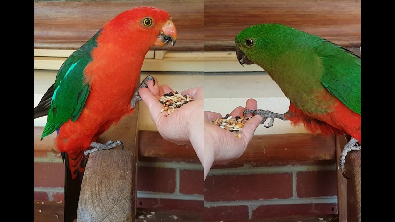 Male and female king parrot don't like me taking my hand away
