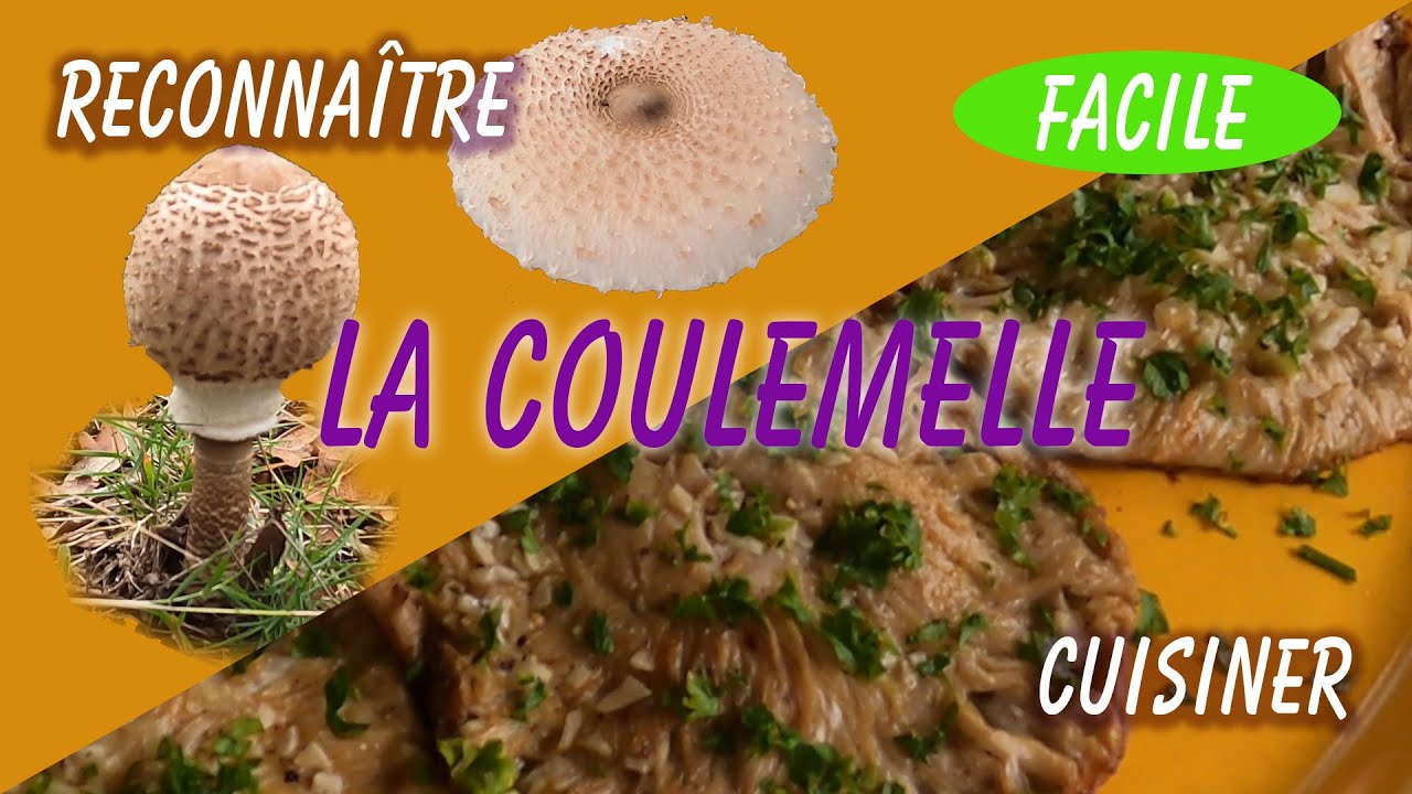 comment reconna&icirc;tre et cuisiner la coulemelle