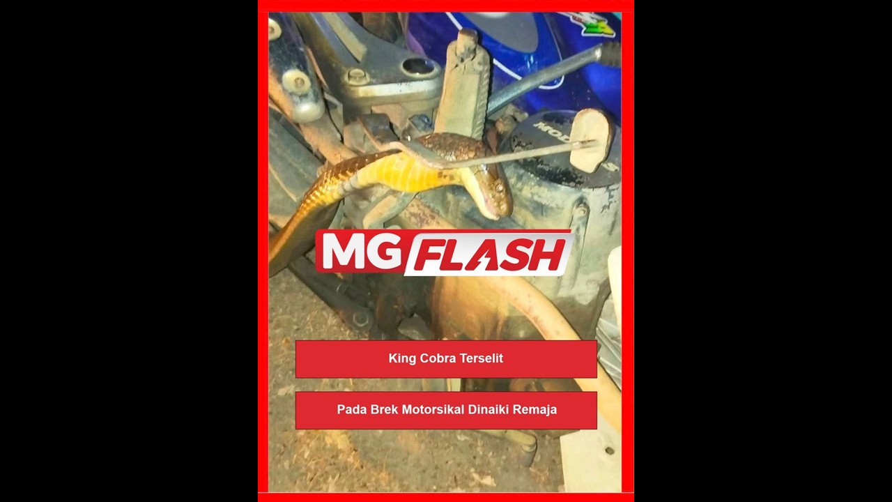 King Cobra Terselit Pada Brek Motosikal Dinaiki Remaja #MGFlash