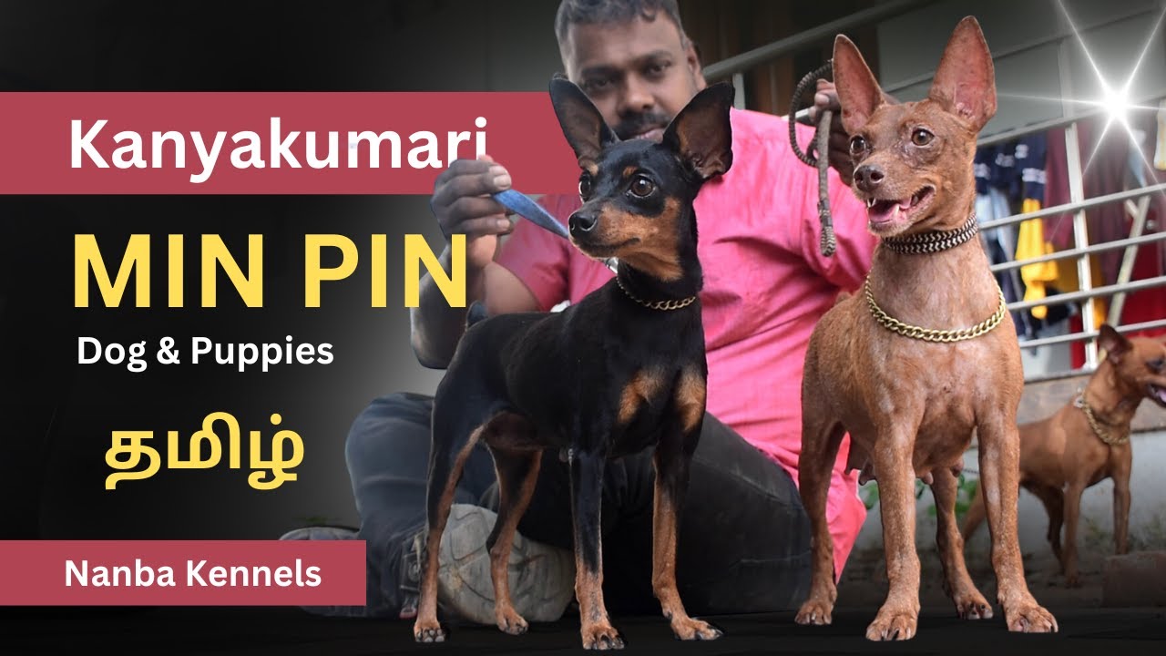Min Pin Dog | Tamil | Nanba kennel - Kanyakumari