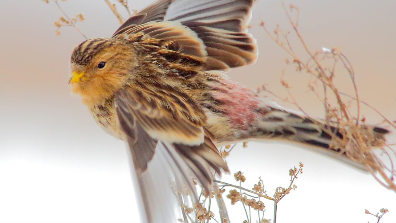 Twite. Flock of birds in winter