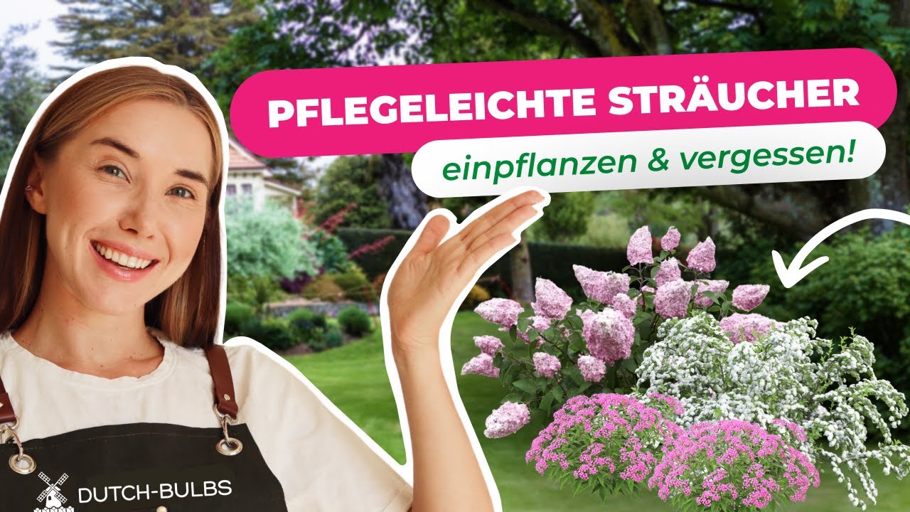 Die 6 BESTEN pflegeleichten Sträucher für deinen Traumgarten! | Dutch-Bulbs.com