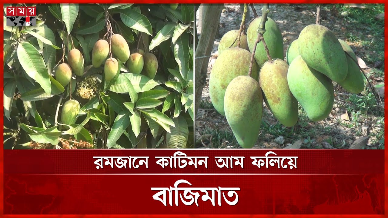 ১ আমবাগানেই ২৫ লাখ লাভের আশা | Chapainawabganj | Mango garden | Somoy Business