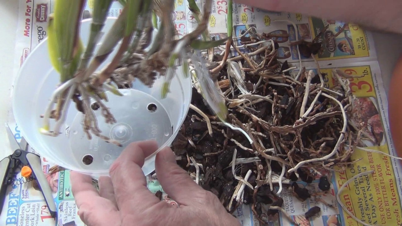 Dividing and Repotting a Cattleya Orchid