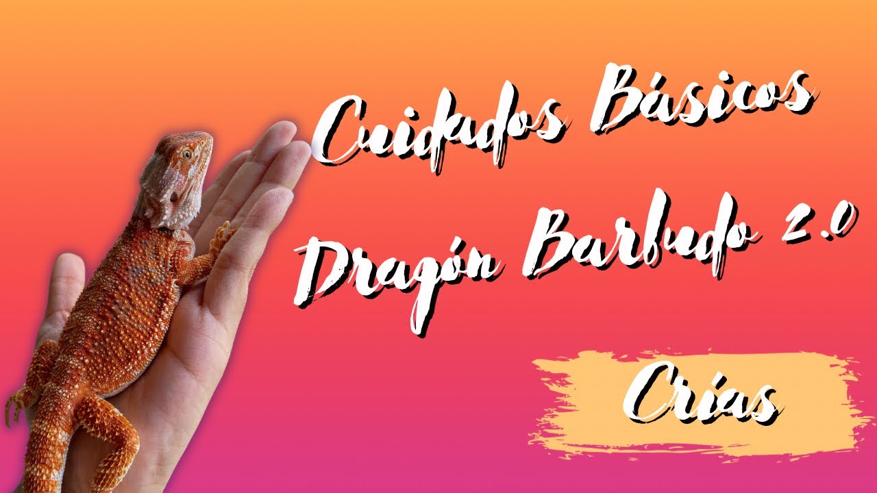 CUIDADOS BÁSICOS en Dragón Barbudo pt 2  | Crías 🍼|  Salud Bichera 👩🏻‍⚕️🦎 | Wild Care 🔥