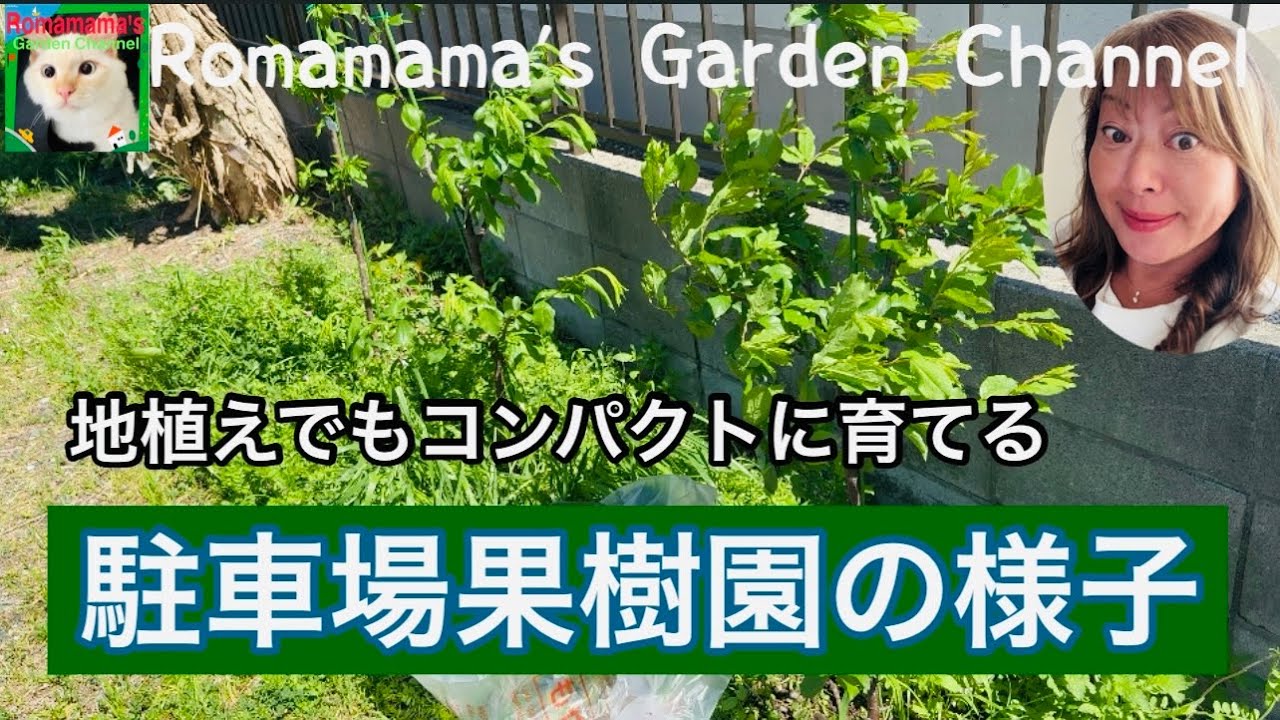 【くだもの栽培】駐車場の小さな果樹園の様子と品種紹介　#草取り　#果樹栽培
