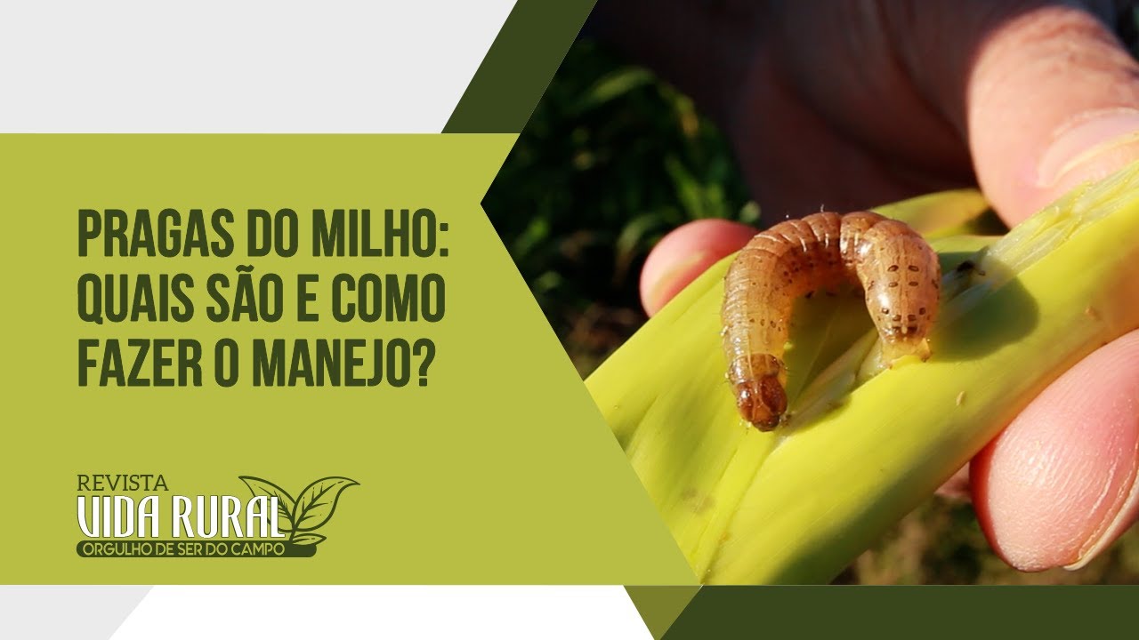 Pragas do milho: quais são e como fazer o manejo?