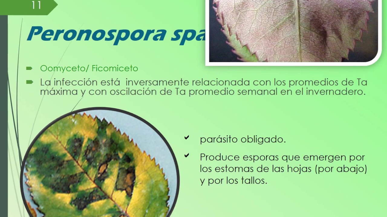 Mildeo velloso (peronospora sparsa), M Polvoso (Sphaerotheca pannosa) , Hongos Cenicilla, Oidium.