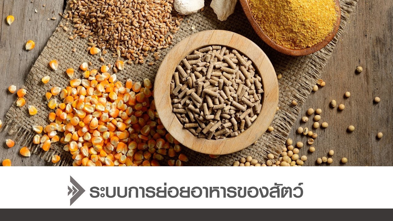 ◣มสธ.◢ 93354 ระบบการย่อยอาหารของสัตว์ (กายวิภาค)