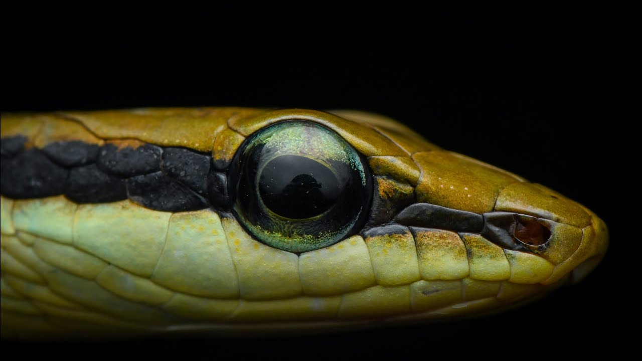 Ashok’s Bronzeback Tree Snake | Dendrelaphis ashoki