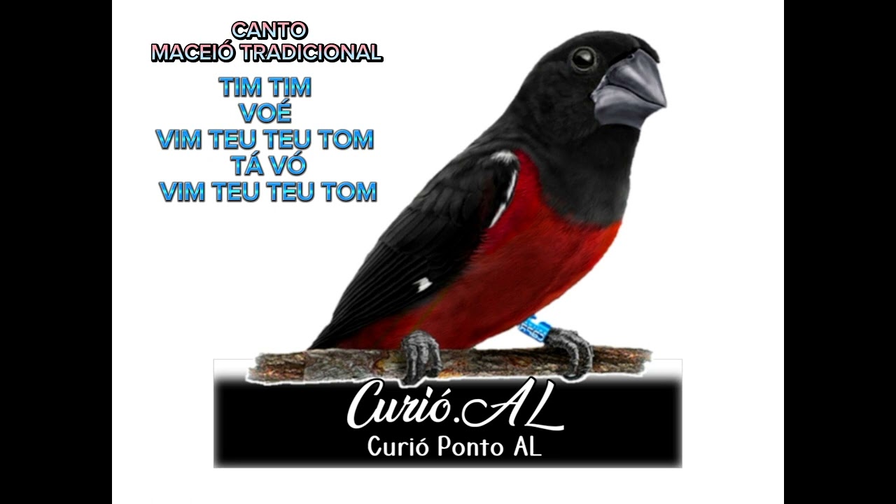 CD completo dialeto Maceió Tradicional para encarte de filhotes.