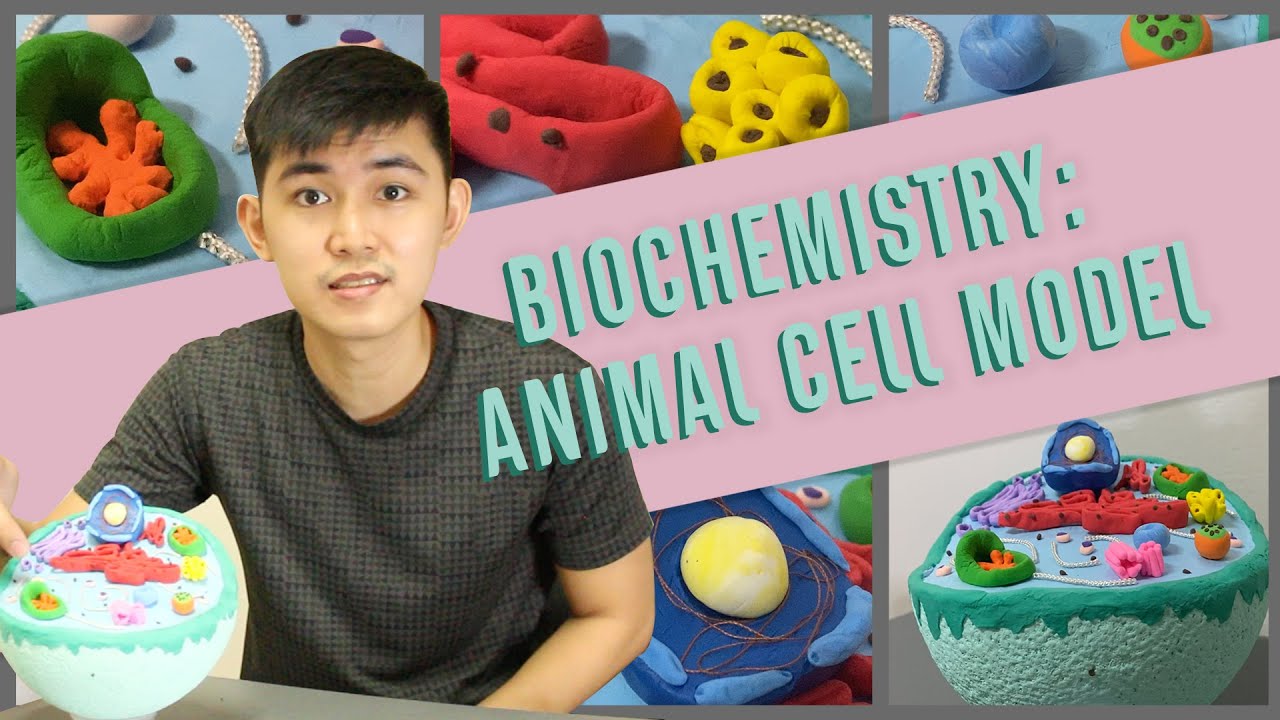 BIOCHEM: Animal Cell Model (Parts and Function)