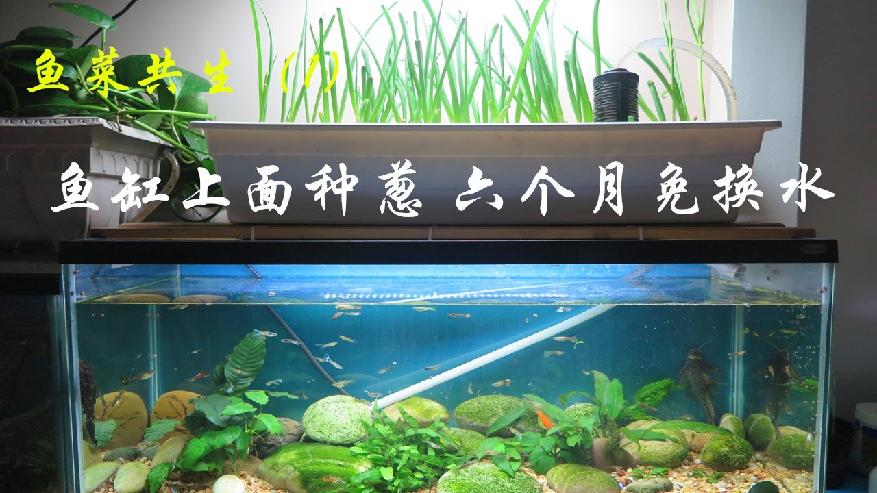 [鱼菜共生1]鱼缸上面种盆葱，六个月内免换水