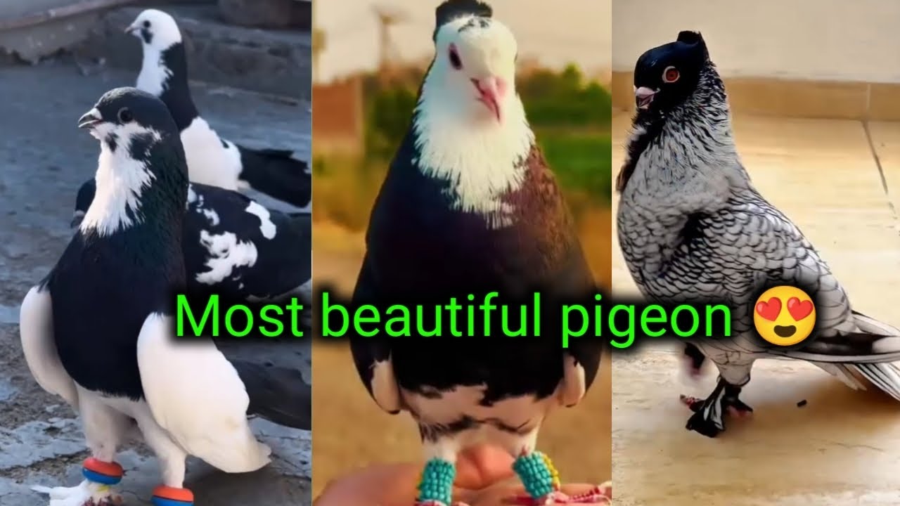 Most beautiful pigeon 😍 || kabutar ki video || funny pigeon