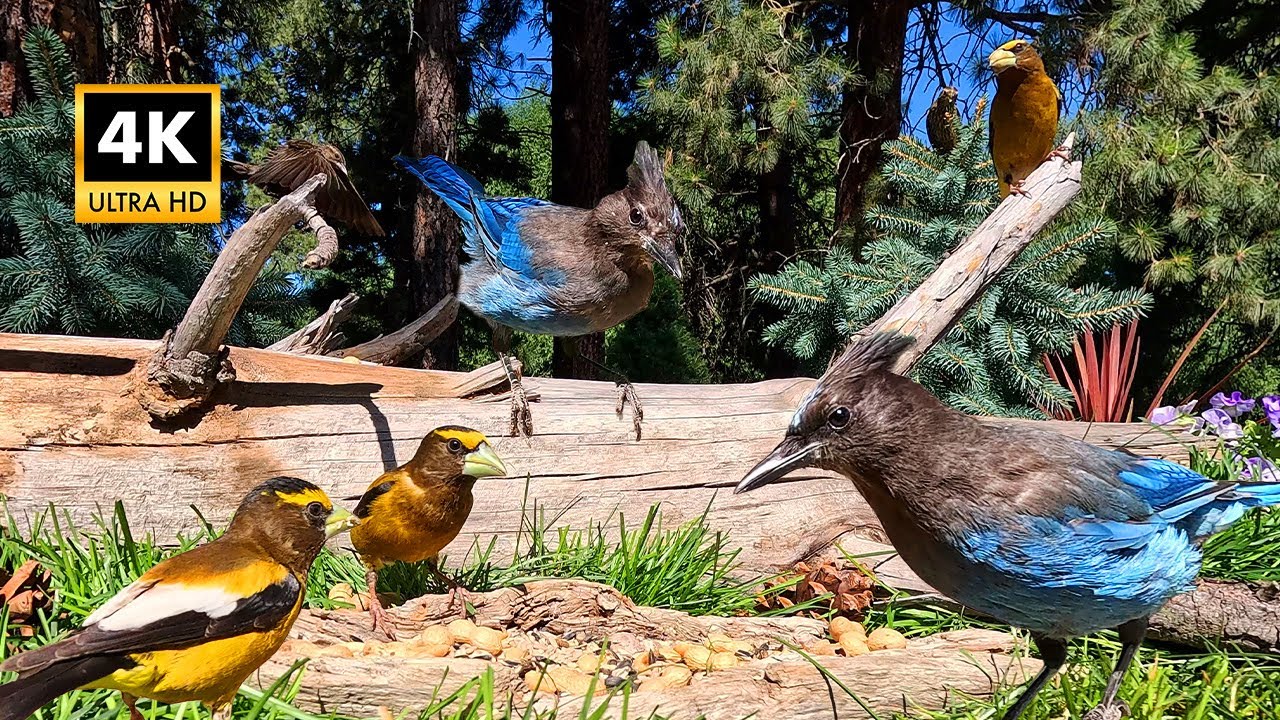 Pet TV for Cats & Dogs - Wild Birds Go Nuts - Cat TV