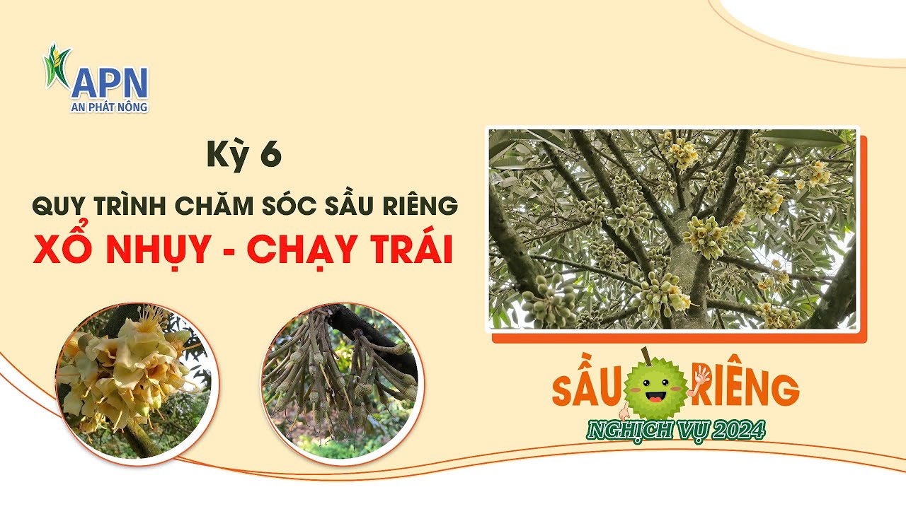 APN - QUY TRÌNH CHĂM SÓC SẦU RIÊNG XỔ NHỤY CHẠY TRÁI | SẦU RIÊNG NGHỊCH VỤ 2024